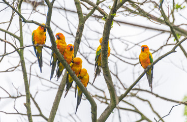 Yellow-green sun cone-tailed parrot on a branch