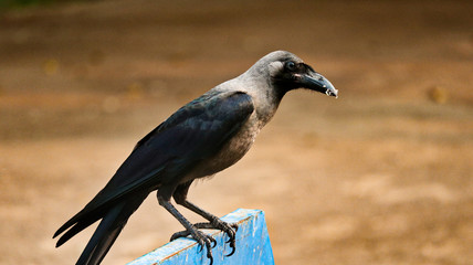 crow on tree