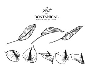 Sketch Floral Botany Collection. Anthurium flower drawings. Black and white with line art on white backgrounds. Hand Drawn Botanical Illustrations.Vector.