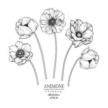 Sketch Floral Botany Collection. Anemone flower drawings. Black and white with line art on white backgrounds. Hand Drawn Botanical Illustrations.Vector.