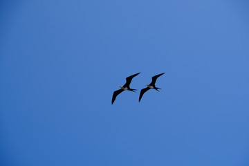 Ecuador Galapagos islands San Cristobal two Frigatebird in blue sky