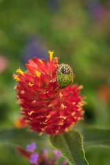 Macro photo of a green bug on a red flower