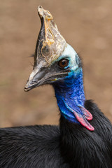 Cassowary