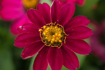 Macro photo of a red flower