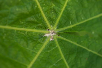 Macro photo of a green leaf centre showing veins