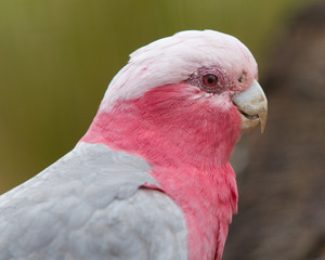 Galah Close Up