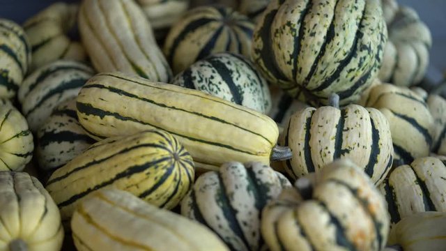 Striped yellow and green Delicata winter squash heaped for sale at autumn farm stand market