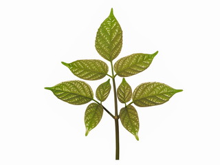 Green Leaves of Oroxylum indicum isolated on white background, commonly called midnight horror,...