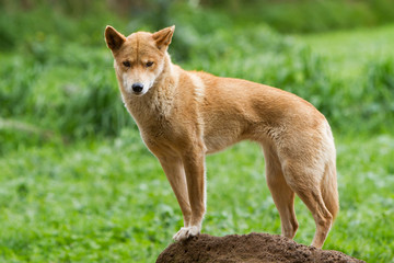 Dingo