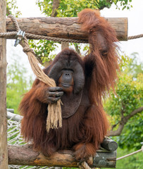 A giant Sumatran orangutan in a wildlife park