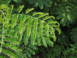 Close-up Green Leaves of Caesalpinia pulcherrima flowers plant with nature blurred background or Pride of Barbados, Red Bird of Paradise, Dwarf Poinciana, Peacock Flower, and flamboyan-de-jardin.