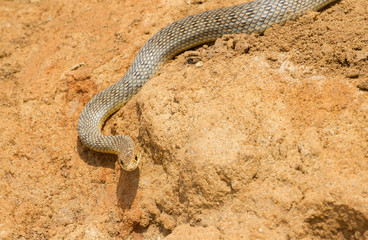 Dice snake (Natrix tessellata) crawling on clay