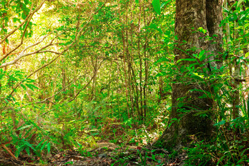 The dense of tree and verdant forest of tropical forests in Thailand.