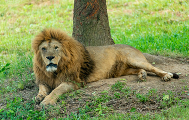 Lions on rest in a wildlife park