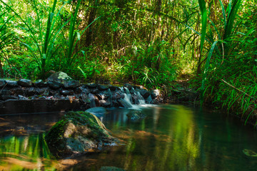 Naklejka na ściany i meble Beautiful mountain stream flow through abundant forests in rainforest of Koh yao yai,Phang Nga,Thailand