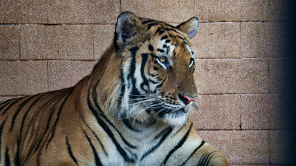 tiger in zoo