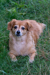 Beautiful orange dog. Puppy dog cute pet happy in nature