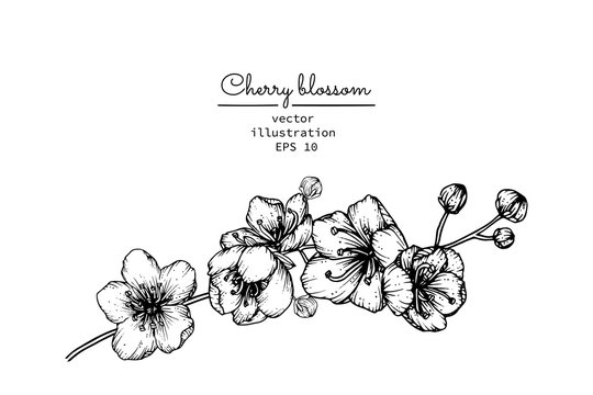 Sketch Floral Botany Collection. Cherry Blossom flower drawings. Black and white with line art on white backgrounds. Hand Drawn Botanical Illustrations.Vector.