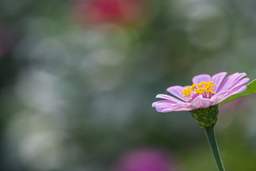 ピンク色のジニア(2)