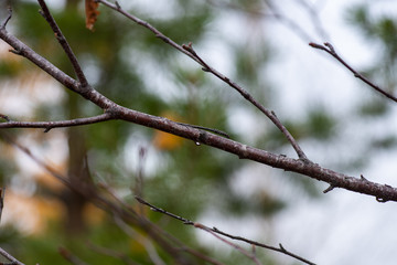 branch of a tree in spring