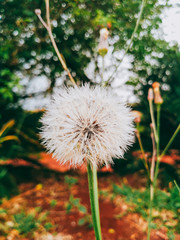 dandelion on background of green grass