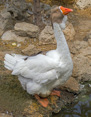 portrait of a large beautiful goose