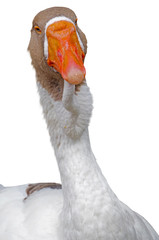 portrait of a large beautiful goose