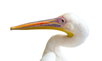 portrait of a beautiful Pelican