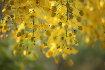 Golden shower tree