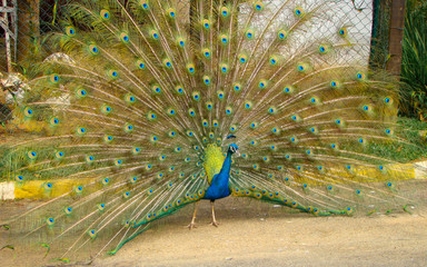 Obraz premium A beautiful blue peacock with colored tail