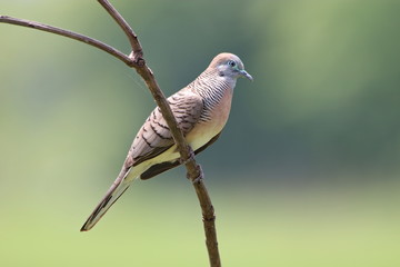 bird on a branch