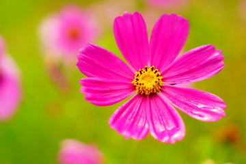 Obraz premium コスモス畑