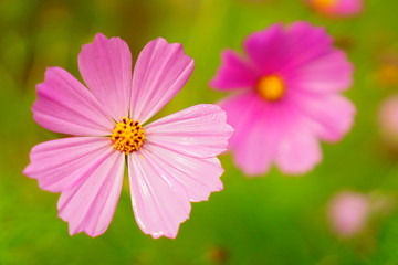 Obraz premium コスモス畑