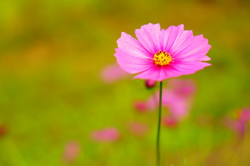 Obraz premium コスモス畑