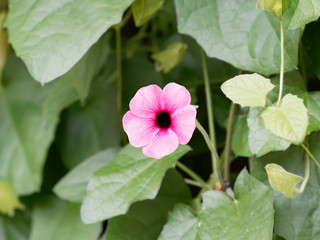 Thunbergia alata | Light pink black-eyed Susan vines