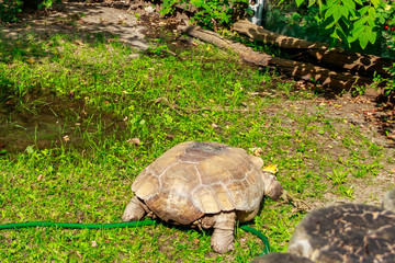 African spurred tortoise (Centrochelys sulcata), also called the sulcata tortoise
