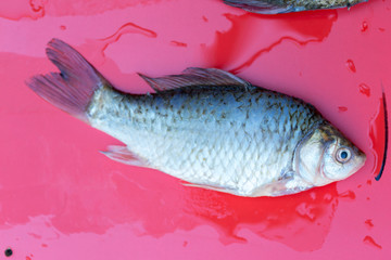 fresh crucian fish on a red background