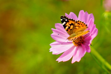 Obraz premium コスモスと蝶