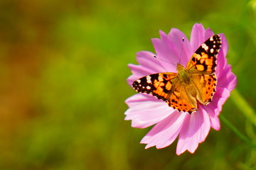 コスモスと蝶