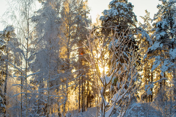 snowy winter forest at sunset