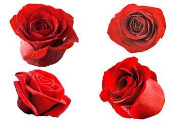 red rose flowers set Isolated object