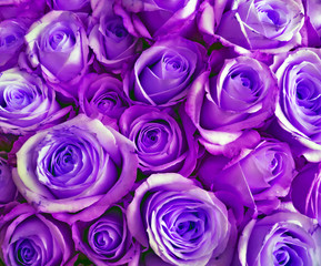 Bunch Roses background Valentine's Day