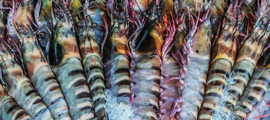 catch seafood background