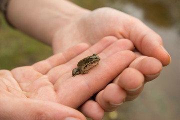 frog