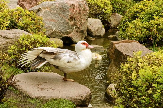 Chocolate/white Muscovy duck (Cairina moschata) in the garden public park with duckling. Barbary duck for production of foie gras.