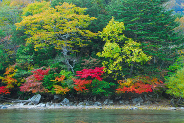 日光湯ノ湖（日本）のきれいに色づく紅葉の風景