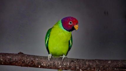 colorful parrot on a branch