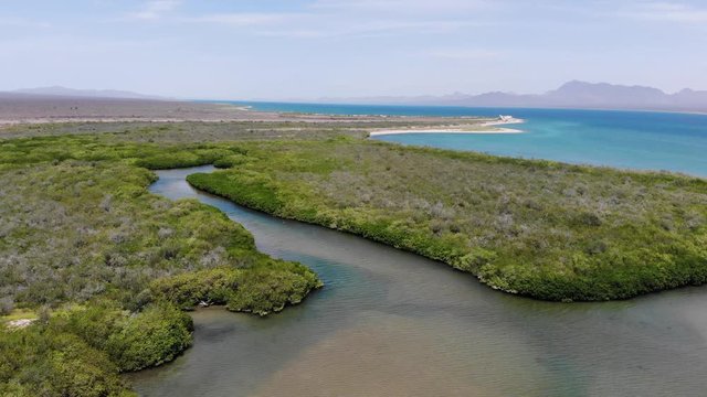 manglar isla del tibur&oacute;n