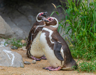 Penguins resting on the rocks on the shore