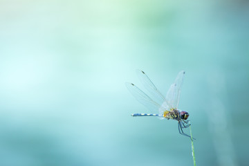 the dragonfly in nature, the animal in wild life, the insect in nature - obrazy, fototapety, plakaty